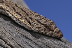 Varanus gilleni