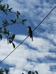 Sphecotheres vieilloti