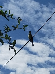 Sphecotheres vieilloti