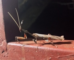 Phyllocrania paradoxa