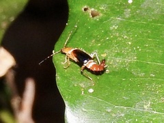Carphurus