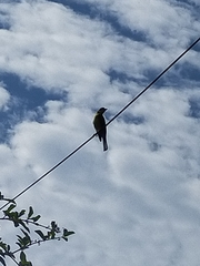 Sphecotheres vieilloti