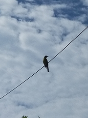 Sphecotheres vieilloti