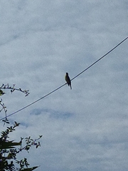 Sphecotheres vieilloti