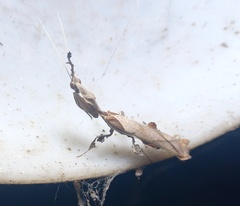 Phyllocrania paradoxa