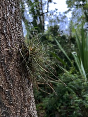 Tillandsia recurvata