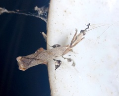 Phyllocrania paradoxa