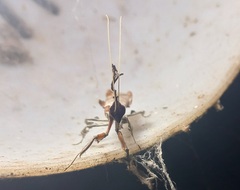 Phyllocrania paradoxa