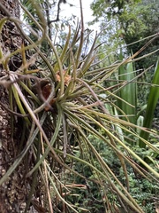 Tillandsia recurvata