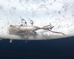 Phyllocrania paradoxa