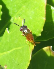 Philanthus triangulum diadema