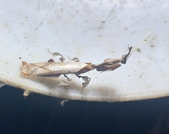 Phyllocrania paradoxa
