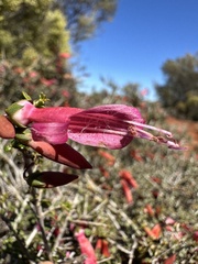 Eremophila maculata