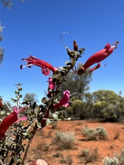 Eremophila maculata
