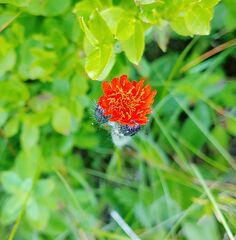 Pilosella aurantiaca