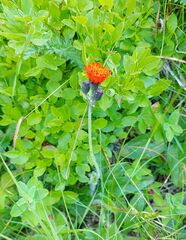 Pilosella aurantiaca