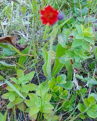 Pilosella aurantiaca