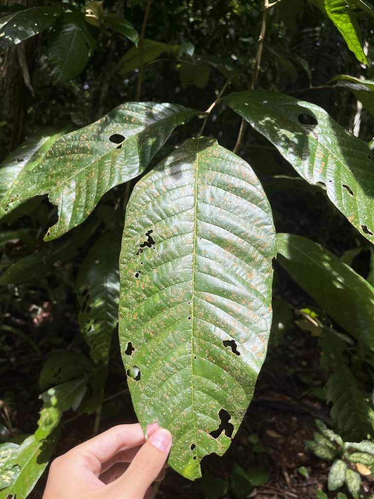 Dimocarpus malesianus (Dimocarpus malesianus)