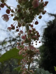 Phyllanthus salviifolius