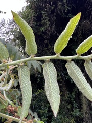 Phyllanthus salviifolius