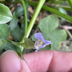 Commelina auriculata