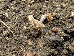 Mistharnophantia
