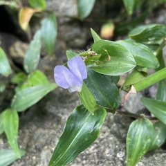 Commelina auriculata