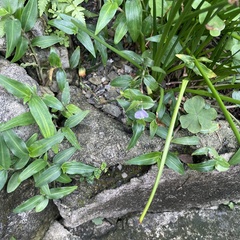 Commelina auriculata