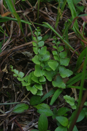 Lindsaea heterophylla (Lindsaea heterophylla)