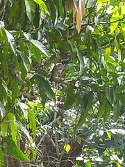 Philemon buceroides yorki