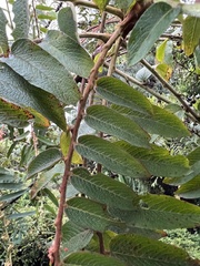 Phyllanthus salviifolius