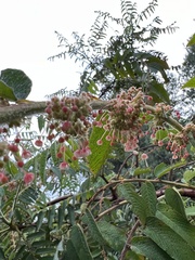 Phyllanthus salviifolius