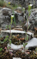 Arabis recta