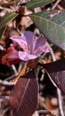 Rhododendron minus