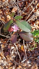 Rhododendron minus