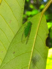 Guineapsaltria flava