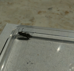 Xylotrechus rusticus