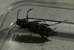Xylotrechus rusticus