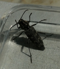 Xylotrechus rusticus