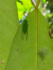 Guineapsaltria flava