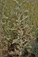 Artemisia pontica