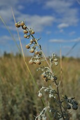 Artemisia pontica