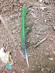 Ptilinopus magnificus