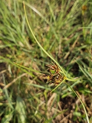 Cyperus longus tenuiflorus