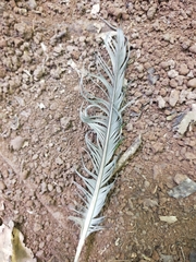 Ptilinopus magnificus