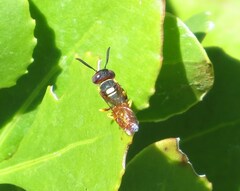 Philanthus triangulum diadema