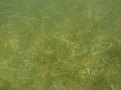 Cymodocea nodosa