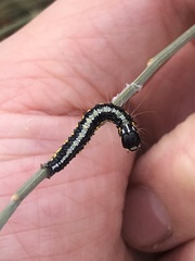Uresiphita