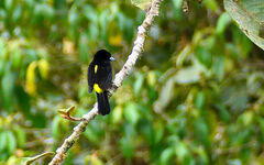 Ramphocelus flammigerus icteronotus