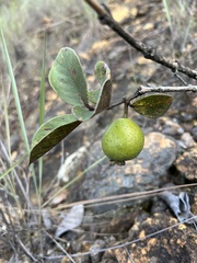 Psidium